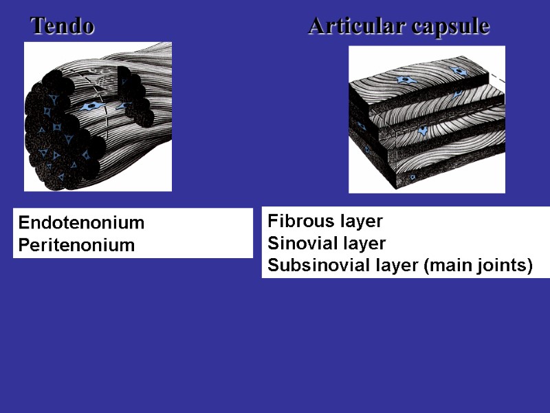 Tendo Articular capsule Endotenonium Peritenonium Fibrous layer Sinovial layer Subsinovial layer (main joints)
